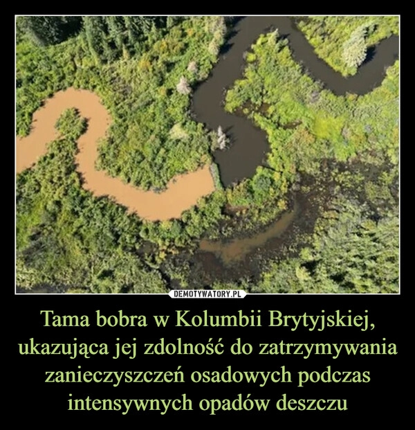 
    Tama bobra w Kolumbii Brytyjskiej, ukazująca jej zdolność do zatrzymywania zanieczyszczeń osadowych podczas intensywnych opadów deszczu