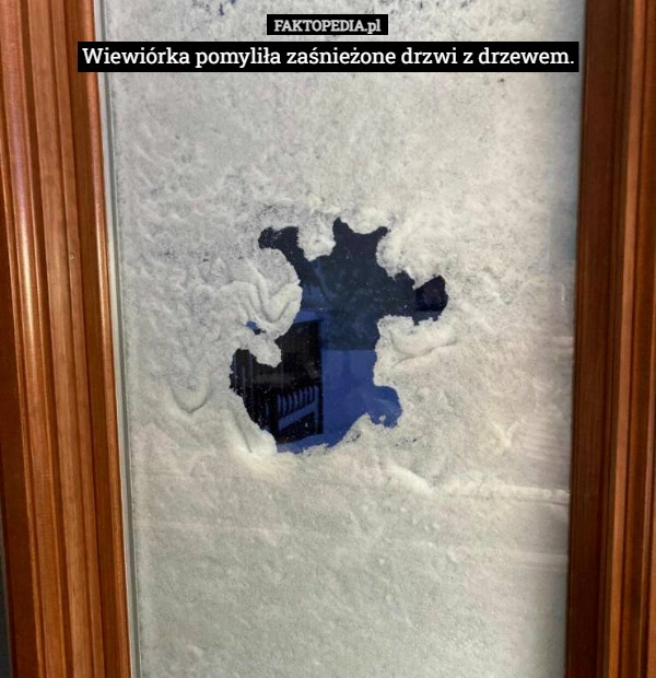 
    Wiewiórka pomyliła zaśnieżone drzwi z drzewem.