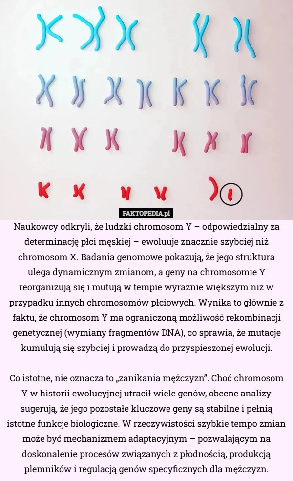 
    Naukowcy odkryli, że ludzki chromosom Y – odpowiedzialny za determinację