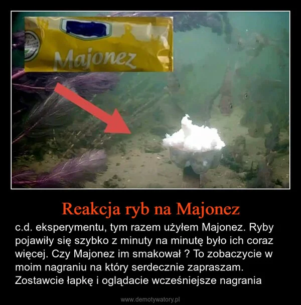 
    Reakcja ryb na Majonez