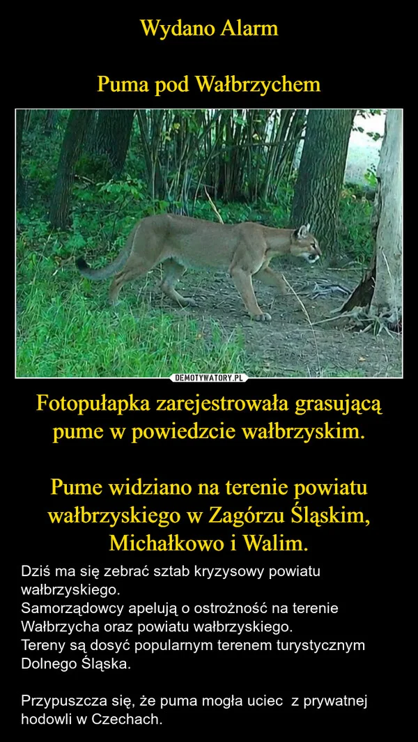 
    Wydano Alarm Puma pod Wałbrzychem Fotopułapka zarejestrowała grasującą pume w powiedzcie wałbrzyskim. Pume widziano na terenie powiatu wałbrzyskiego w Zagórzu Śląskim, Michałkowo i Walim.