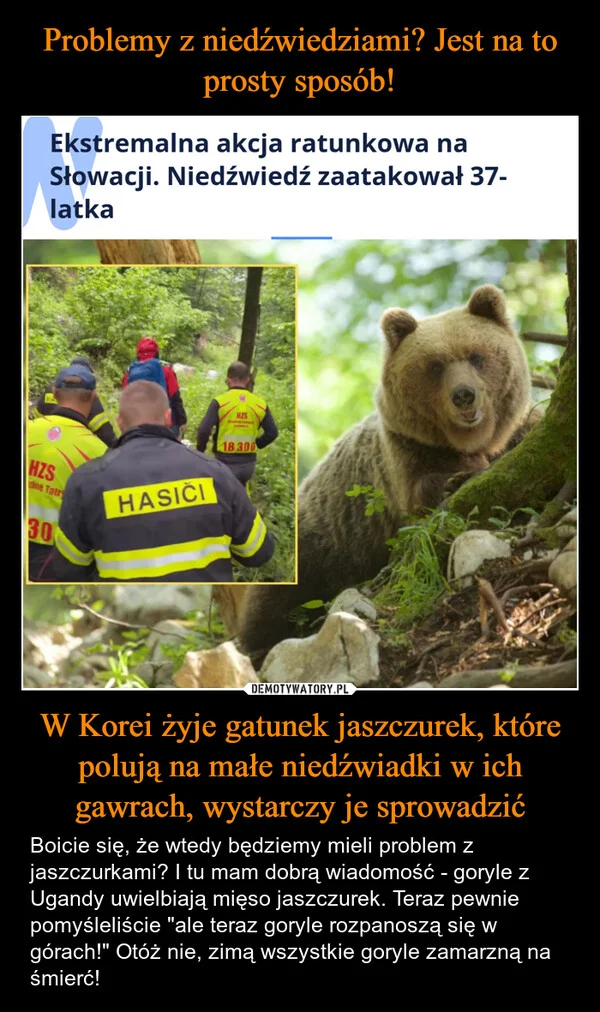 Problemy z niedźwiedziami? Jest na to prosty sposób! W Korei żyje gatunek jaszczurek, które polują na małe niedźwiadki w ich gawrach, wystarczy je sprowadzić