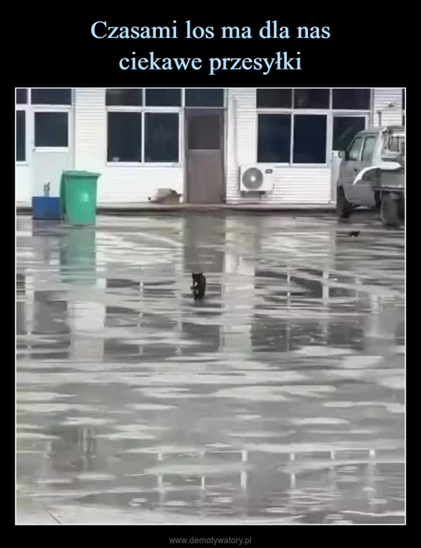 
    Czasami los ma dla nas ciekawe przesyłki