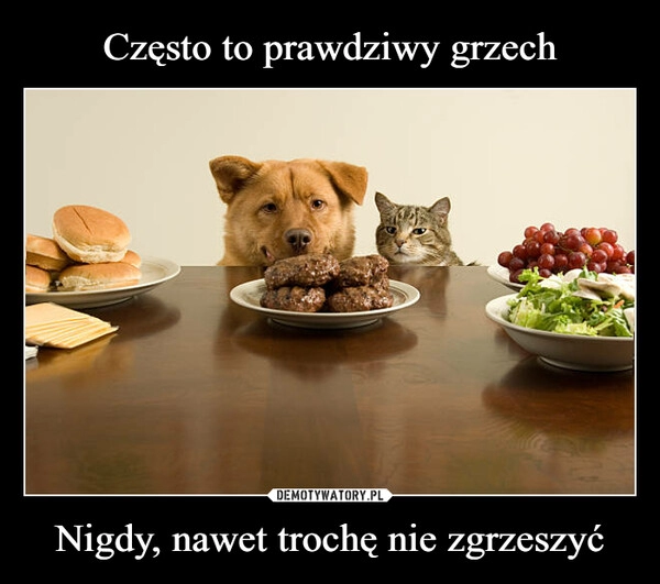 
    Często to prawdziwy grzech Nigdy, nawet trochę nie zgrzeszyć