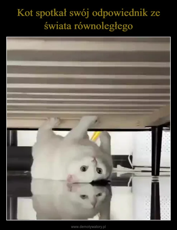 Kot spotkał swój odpowiednik ze świata równoległego