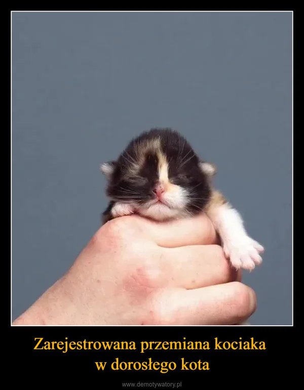 
    Zarejestrowana przemiana kociaka w dorosłego kota