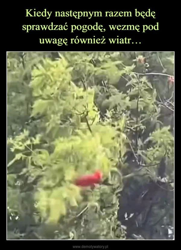 
    Kiedy następnym razem będę sprawdzać pogodę, wezmę pod uwagę również wiatr…