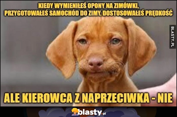 
    Kiedy wymieniłeś opony na zimówki, przygotowałeś samochód, dostosowałeś prędkość, ale kierowca z naprzeciwka - nie. Pies piesek grymas