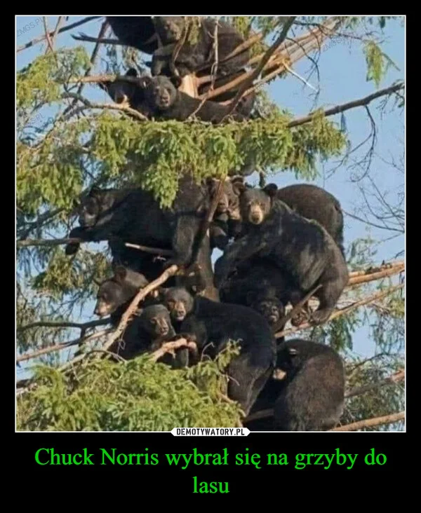 
    Chuck Norris wybrał się na grzyby do lasu