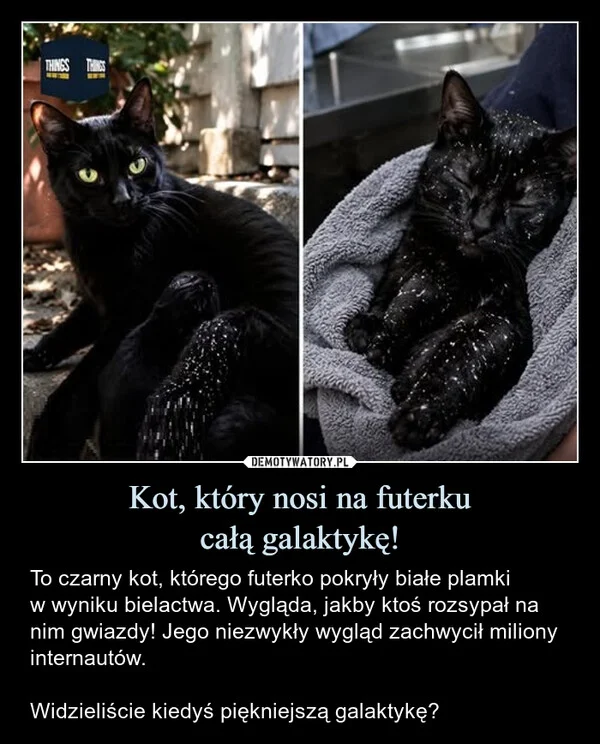 
    Kot, który nosi na futerku całą galaktykę!