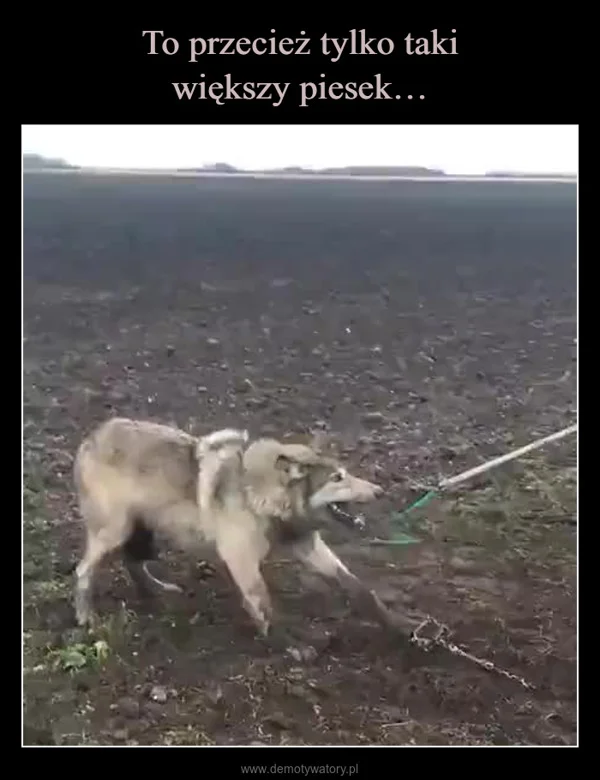 
    To przecież tylko taki większy piesek…
