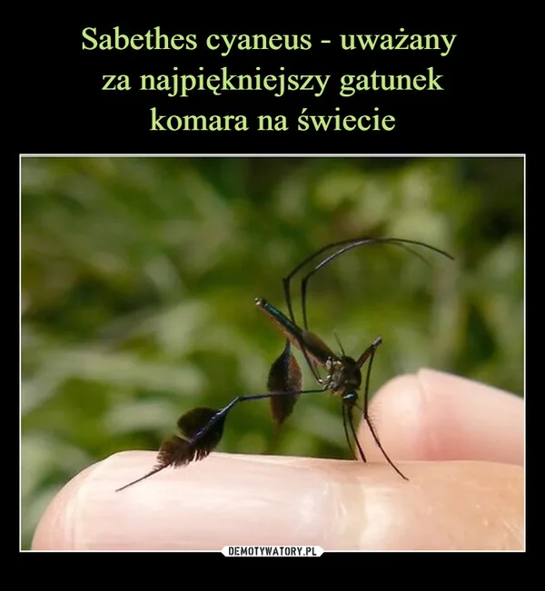 
    Sabethes cyaneus - uważany za najpiękniejszy gatunek komara na świecie