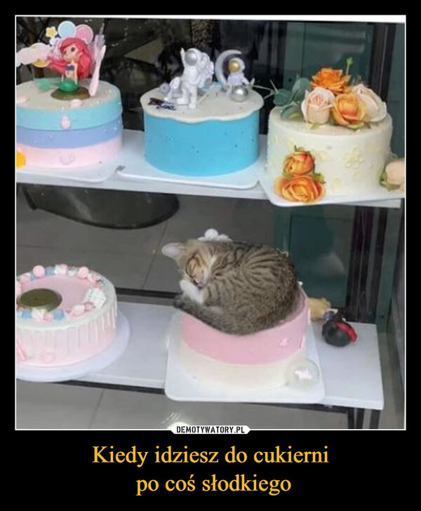 
    Kiedy idziesz do cukierni
 po coś słodkiego