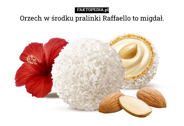 
    Orzech w środku pralinki Raffaello to migdał.