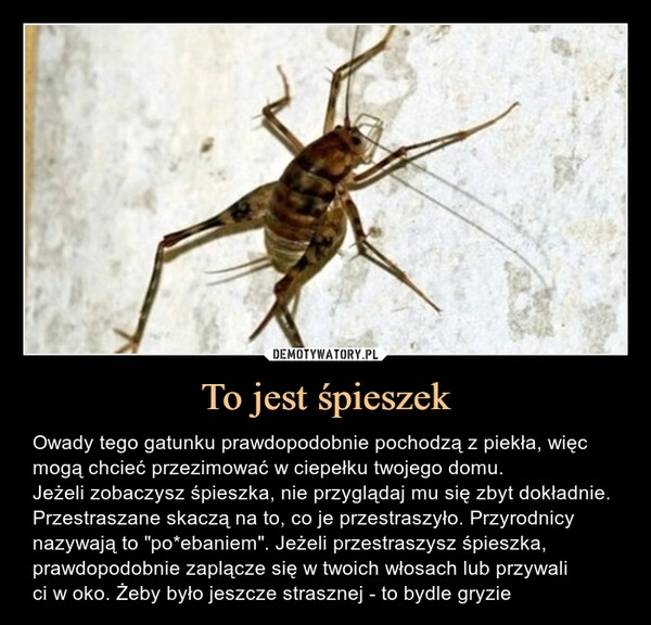 
    To jest śpieszek