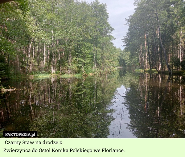 
    Czarny Staw na drodze z
 Zwierzyńca do Ostoi Konika Polskiego we Floriance.