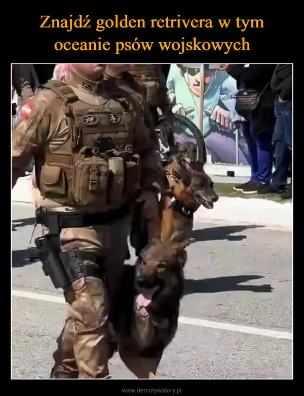 Znajdź golden retrivera w tym oceanie psów wojskowych