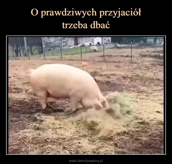 
    O prawdziwych przyjaciół trzeba dbać
