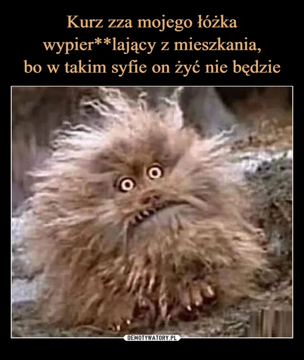 
    Kurz zza mojego łóżka wypier**lający z mieszkania, bo w takim syfie on żyć nie będzie