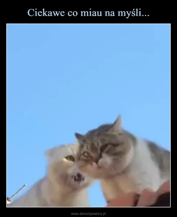 
    Ciekawe co miau na myśli...