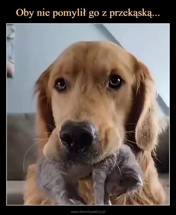
    Oby nie pomylił go z przekąską...