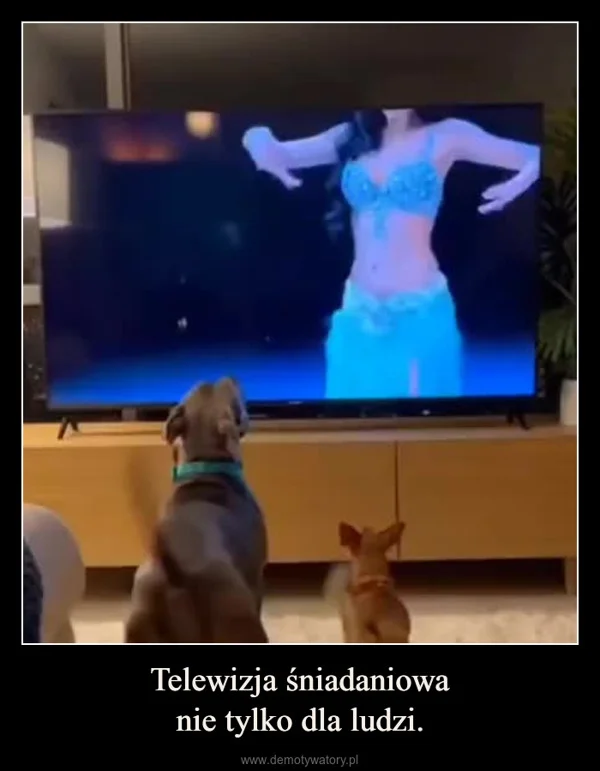 
    Telewizja śniadaniowa nie tylko dla ludzi.