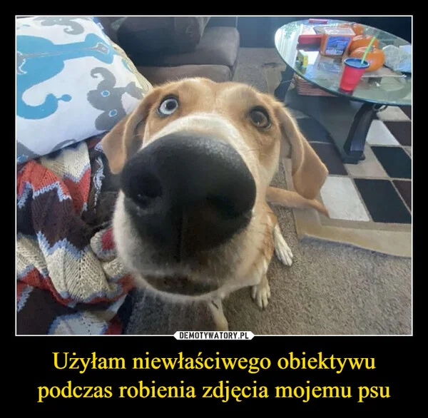 Użyłam niewłaściwego obiektywu podczas robienia zdjęcia mojemu psu