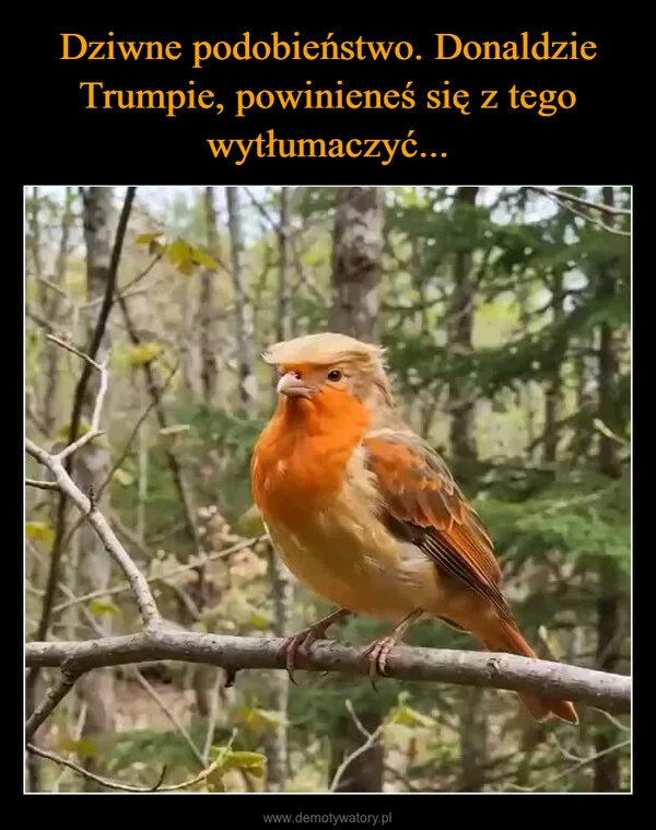 Dziwne podobieństwo. Donaldzie Trumpie, powinieneś się z tego wytłumaczyć...