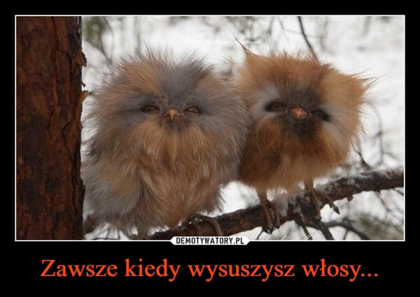 
    Zawsze kiedy wysuszysz włosy...