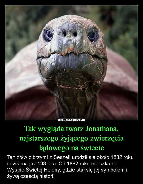 
    Tak wygląda twarz Jonathana, najstarszego żyjącego zwierzęcia lądowego na świecie