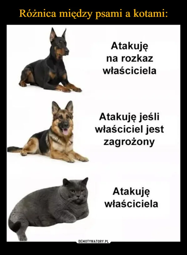 
    Różnica między psami a kotami: