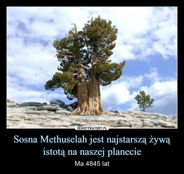 
    Sosna Methuselah jest najstarszą żywą istotą na naszej planecie