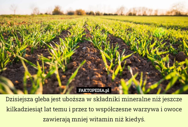 
    Dzisiejsza gleba jest uboższa w składniki mineralne niż jeszcze kilkadziesiąt