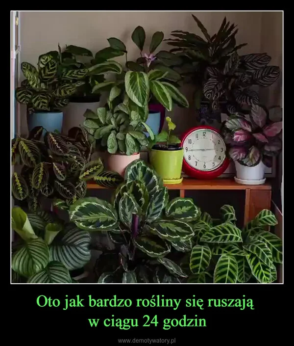 
    Oto jak bardzo rośliny się ruszają w ciągu 24 godzin