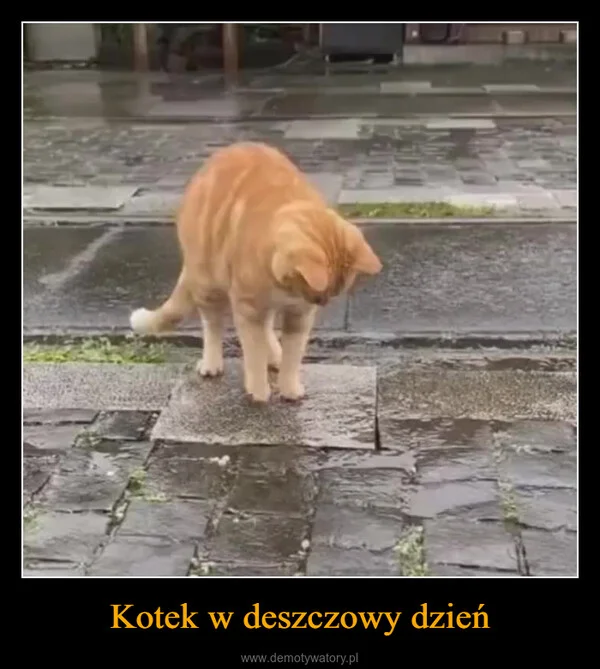 
    Kotek w deszczowy dzień