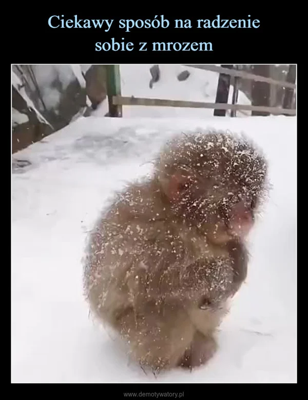 
    Ciekawy sposób na radzenie sobie z mrozem