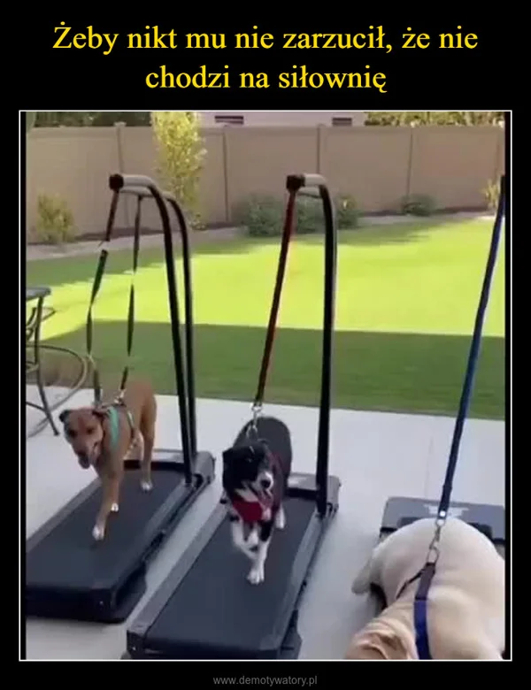 
    Żeby nikt mu nie zarzucił, że nie chodzi na siłownię