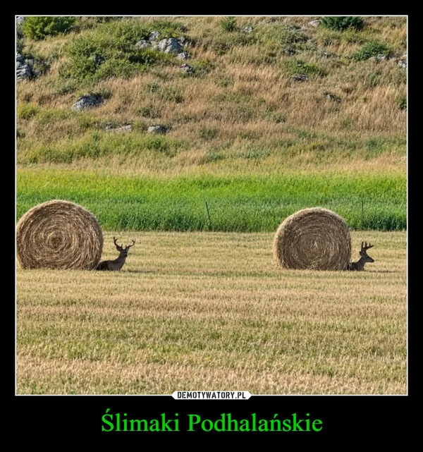 
    Ślimaki Podhalańskie