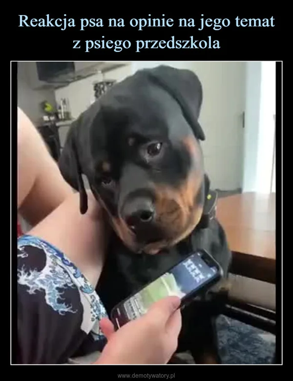
    Reakcja psa na opinie na jego temat z psiego przedszkola