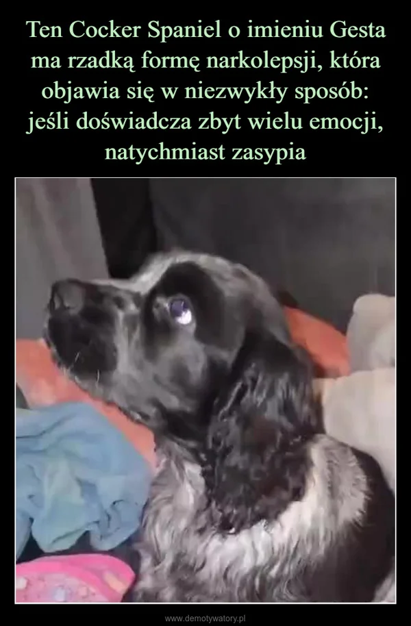 Ten Cocker Spaniel o imieniu Gesta ma rzadką formę narkolepsji, która objawia się w niezwykły sposób: jeśli doświadcza zbyt wielu emocji, natychmiast zasypia