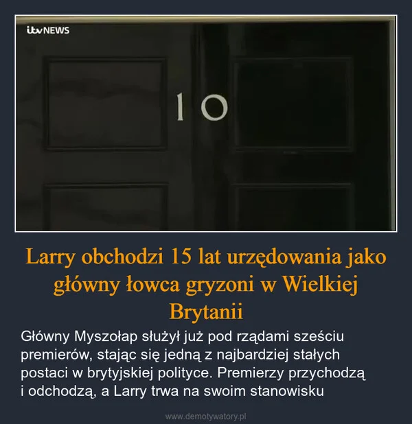 
    Larry obchodzi 15 lat urzędowania jako główny łowca gryzoni w Wielkiej Brytanii