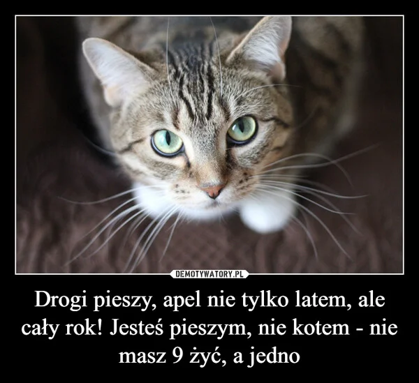 
    Drogi pieszy, apel nie tylko latem, ale cały rok! Jesteś pieszym, nie kotem - nie masz 9 żyć, a jedno