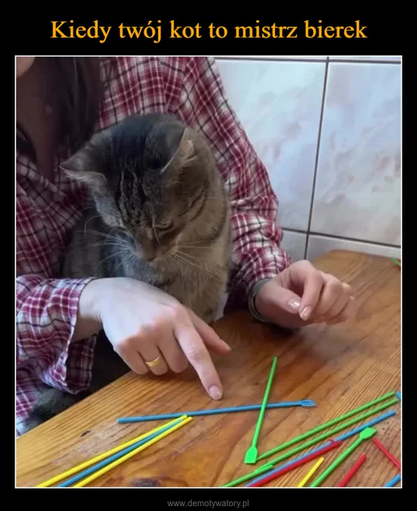 
    Kiedy twój kot to mistrz bierek