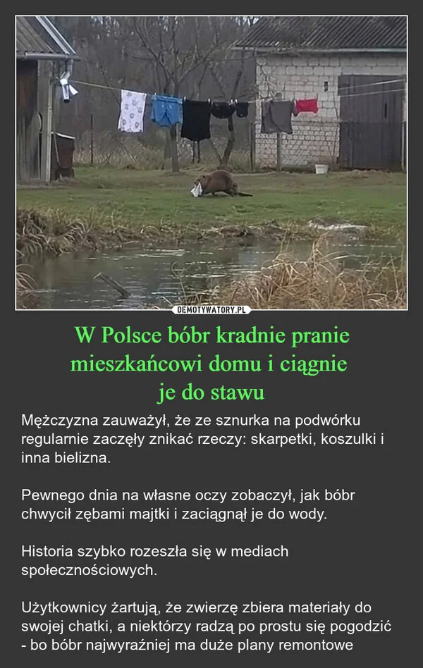 
    W Polsce bóbr kradnie pranie mieszkańcowi domu i ciągnie je do stawu