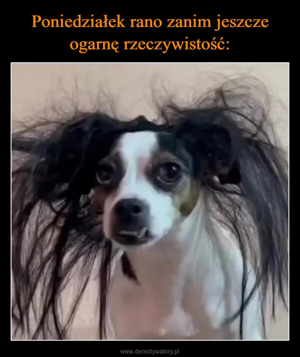 
    Poniedziałek rano zanim jeszcze ogarnę rzeczywistość:
