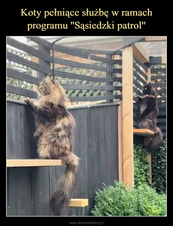 
    Koty pełniące służbę w ramach programu ''Sąsiedzki patrol''