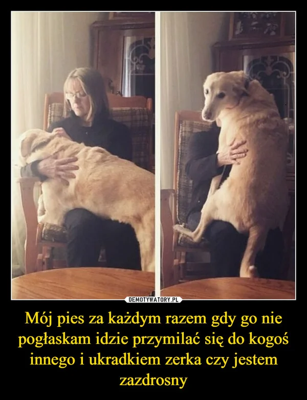 
    Mój pies za każdym razem gdy go nie pogłaskam idzie przymilać się do kogoś innego i ukradkiem zerka czy jestem zazdrosny