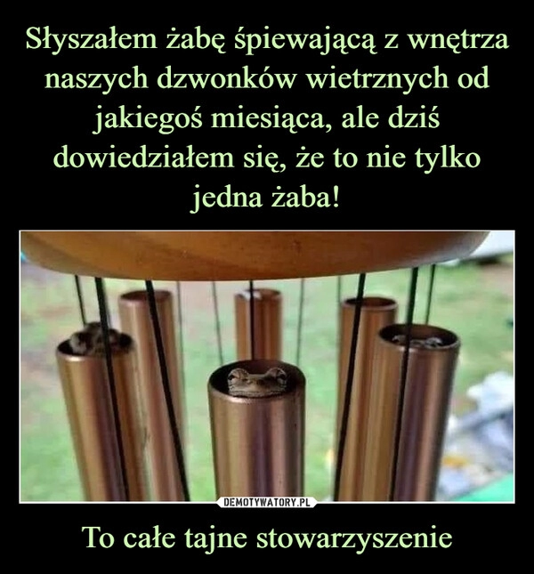 
    Słyszałem żabę śpiewającą z wnętrza naszych dzwonków wietrznych od jakiegoś miesiąca, ale dziś dowiedziałem się, że to nie tylko jedna żaba! To całe tajne stowarzyszenie