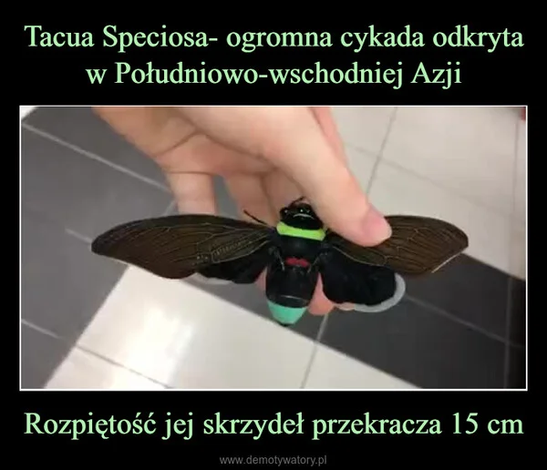 
    Tacua Speciosa- ogromna cykada odkryta w Południowo-wschodniej Azji Rozpiętość jej skrzydeł przekracza 15 cm