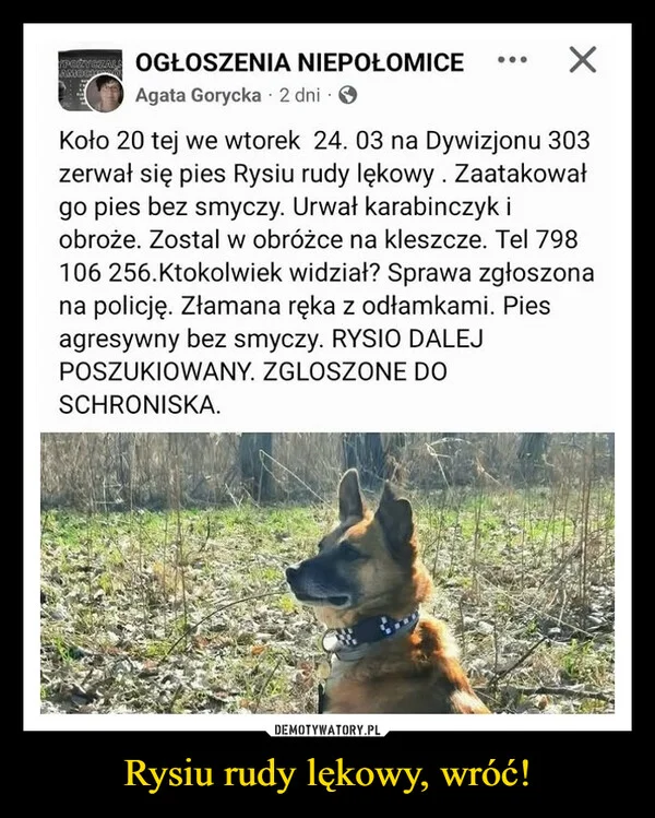 
    Rysiu rudy lękowy, wróć!